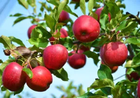 Apples, Apples, Everywhere….Arizona Apples