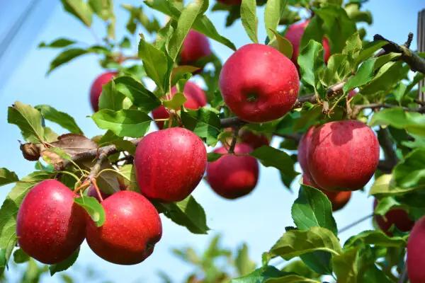 Apples, Apples, Everywhere….Arizona Apples