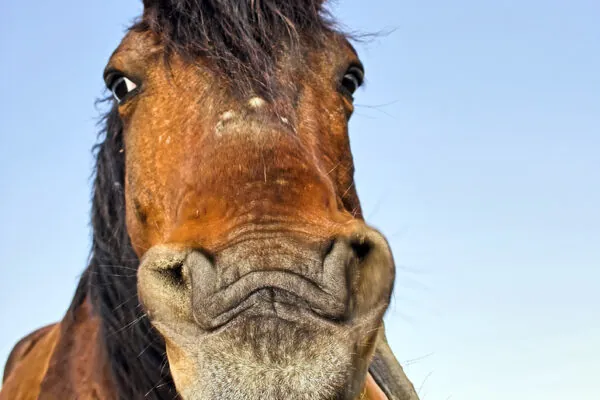 15 Fun Ways to Celebrate National 4-H Week