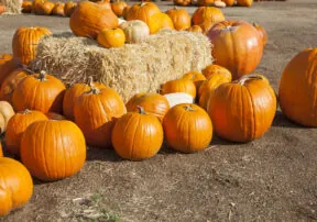 Pumpkin Patches in Arizona!