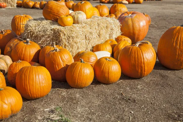 What’s in Season in November 2014?