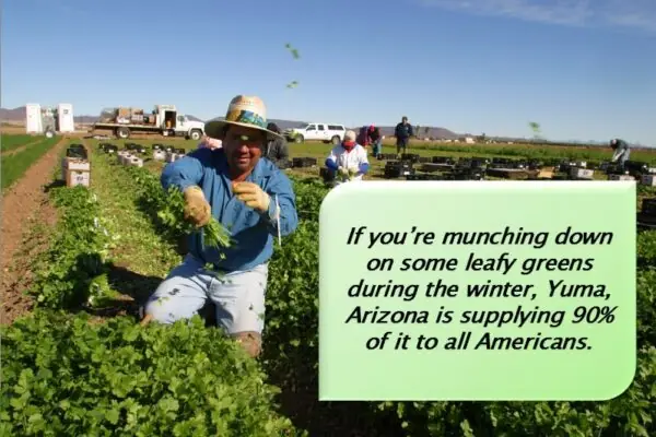 Arizonans Love Lettuce!
