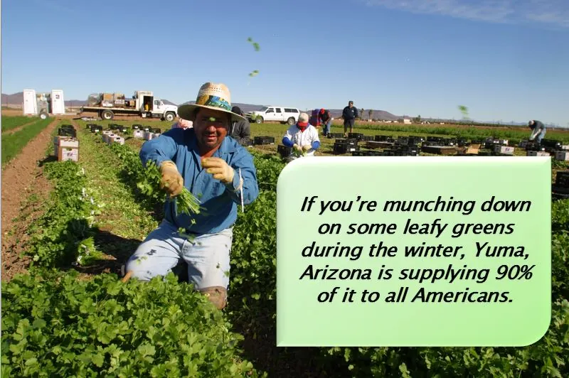 Arizonans Love Lettuce!