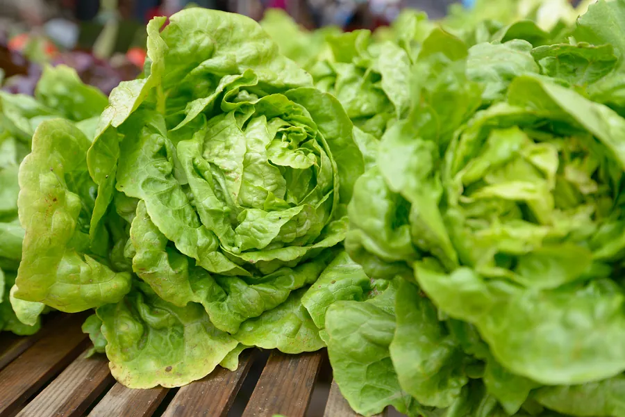 Yuma farmers produce so many wonderful fresh leafy greens,