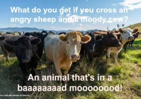 23 Funny Farm Animal Jokes That Will Make You Laugh Out Loud