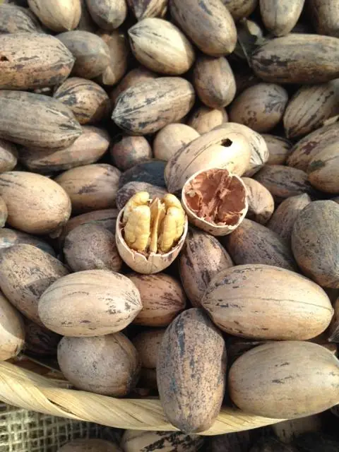 Arizona Pecans