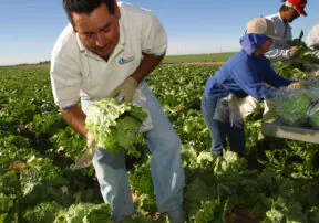 Looking Forward: Green is the Color of Food Trends in Arizona for 2015
