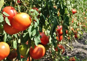 Year in Review: 13 Most Popular Posts on Fill Your Plate in 2014.