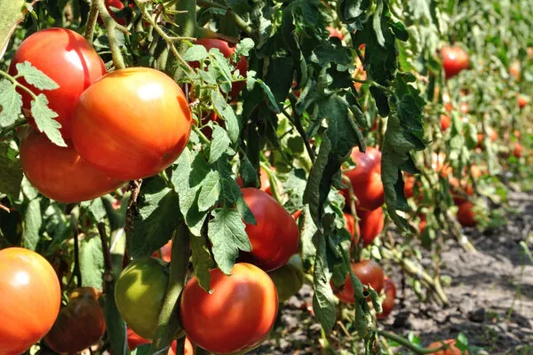 Year in Review: 13 Most Popular Posts on Fill Your Plate in 2014.