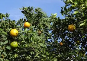 Drop Off Your Citrus Donations to Arizona’s Food Banks Beginning January 5