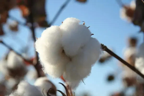 Arizona’s Original Super Boll: Arizona Cotton