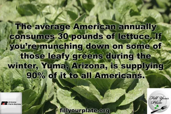 Little Known Facts about Arizona’s Leafy Greens