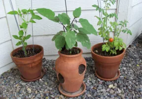 Gardening in Arizona: Tips, Tricks and Resources