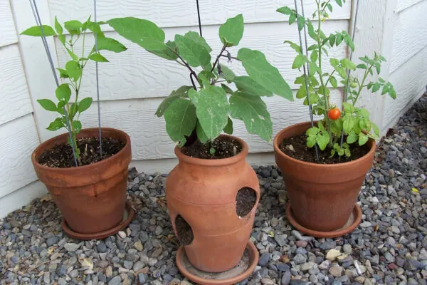 Gardening in Arizona: Tips, Tricks and Resources