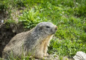 Little Known Facts about Groundhog Day