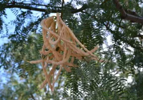 Mesquite Flour, an Arizona Native