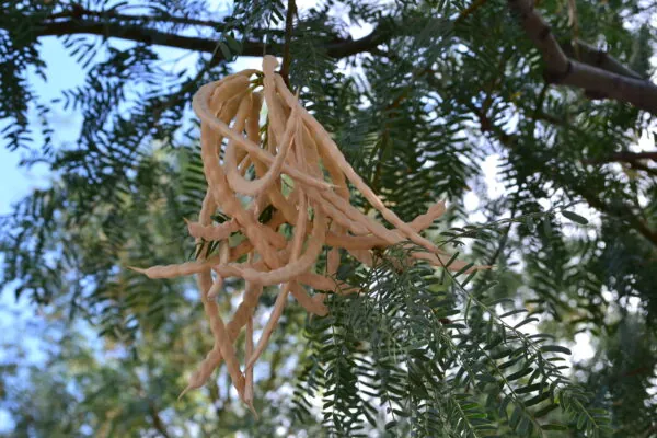 Mesquite Flour, an Arizona Native