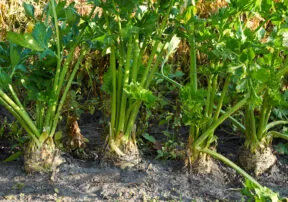 National Celery Month