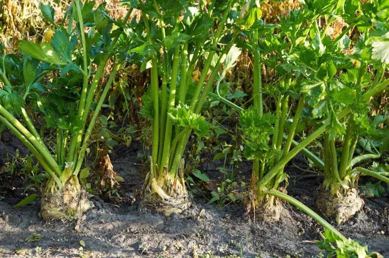 Root Celery Growing