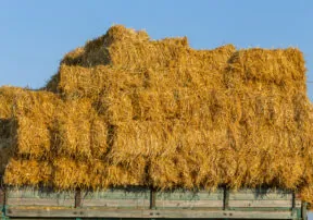 Savvy Arizona Gardeners Start with Straw