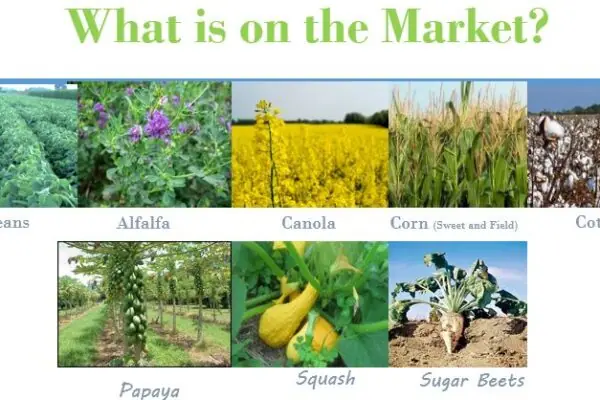 Biotech! What the Heck!