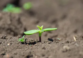 Just in Time for Spring, Gardening Calendar