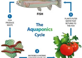 Aquaponics: Is this the farm of the future?