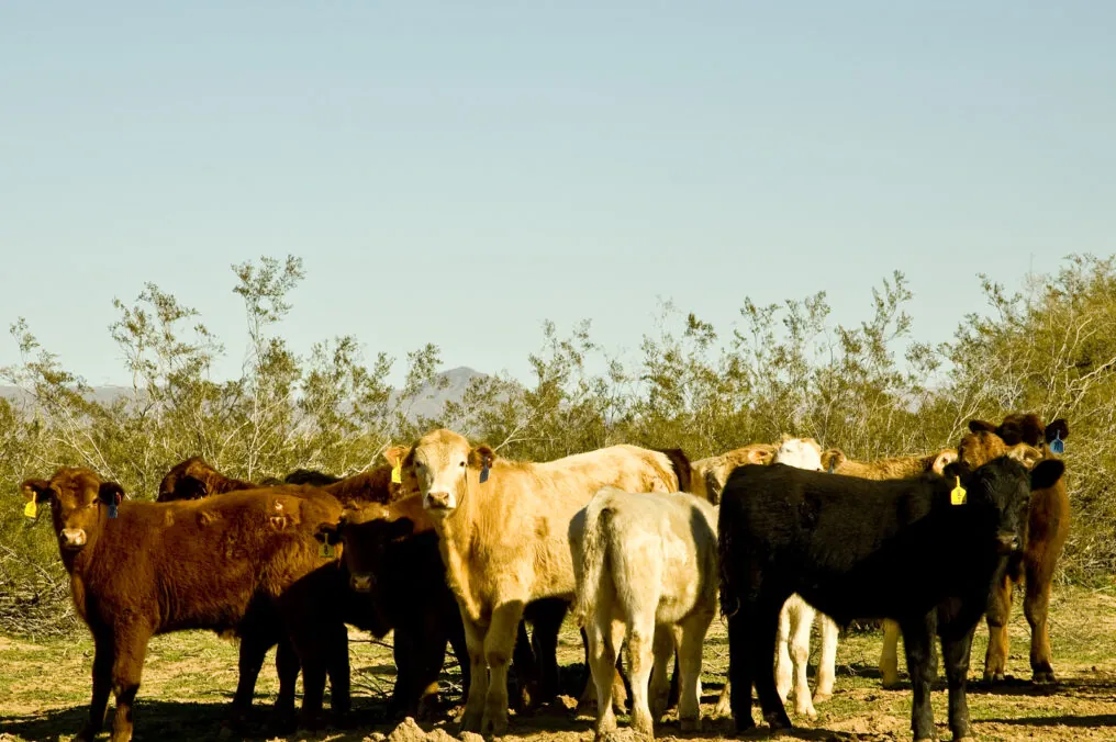 Ranching is a Tradition in Arizona!