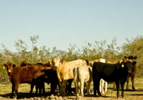 Beef Cattle, So Much More Than Just A Hamburger
