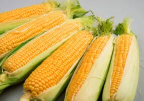 Sweet Corn Season Begins In May In AZ