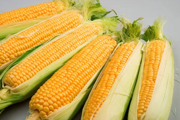 Arizona’s Summers Extend Our Sweet Corn Season!