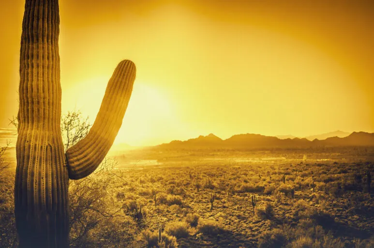 desert sun
