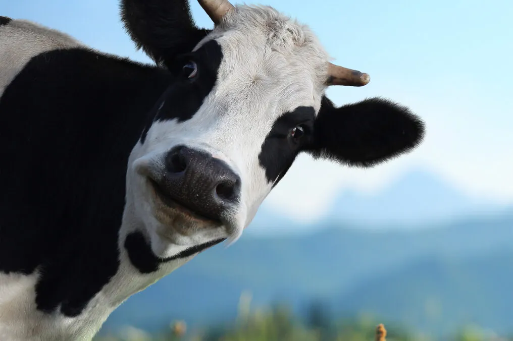 Arizona Agriculture Makes Yummy Greek Yogurt!