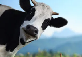 16 Remarkable Facts about Cows for National Cow Appreciation Day