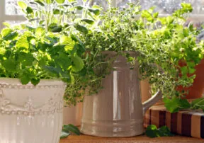 5 Herbs to Grow Indoors