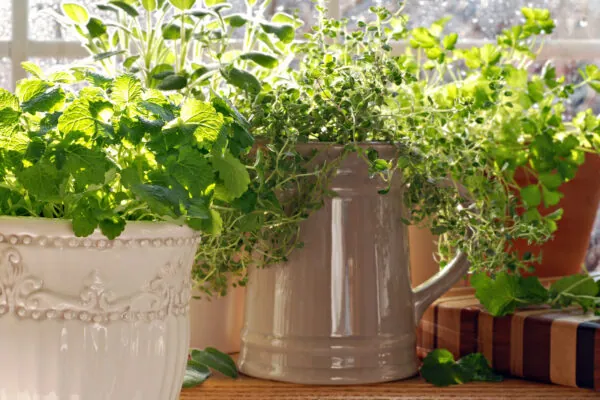 5 Herbs to Grow Indoors