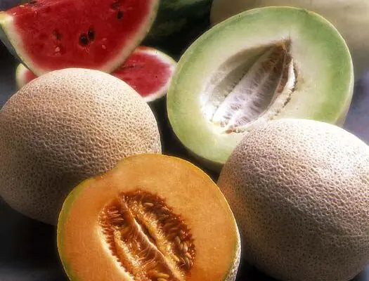 In Arizona, We Have a Spring and Fall Season for Cantaloupe