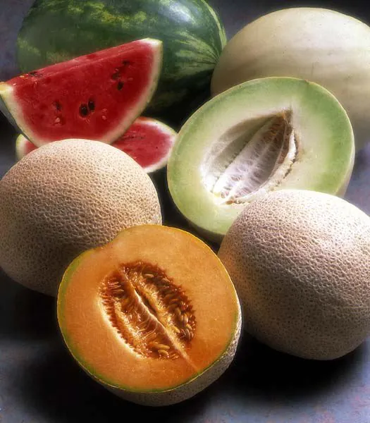 In Arizona, We Have a Spring and Fall Season for Cantaloupe