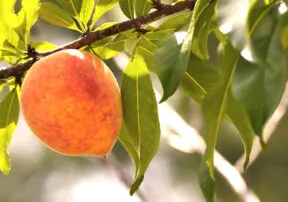 National Peach Month – 12 Peachy Keen Peach Facts