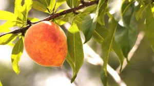 National Peach Month