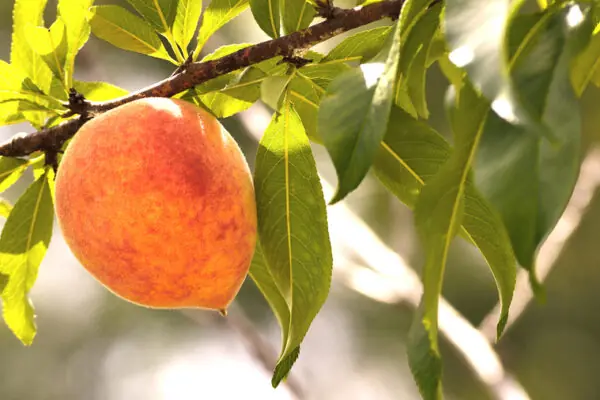 National Peach Month – 12 Peachy Keen Peach Facts