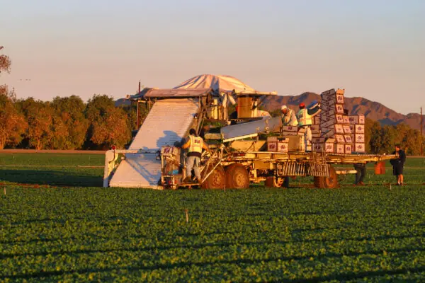 Besides Popeye, Arizona Spinach is Tasty to Everyone!