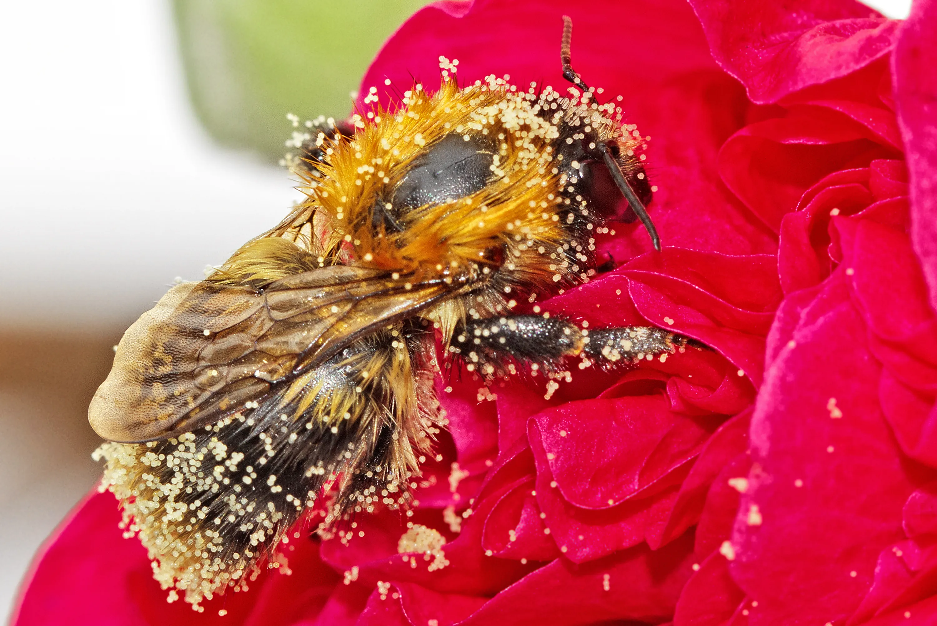 A Bee covered in pollen