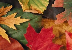 5 Easy Do-It-Yourself Fall Decorations