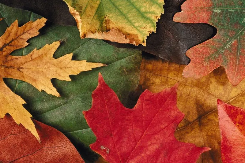 LEAVES