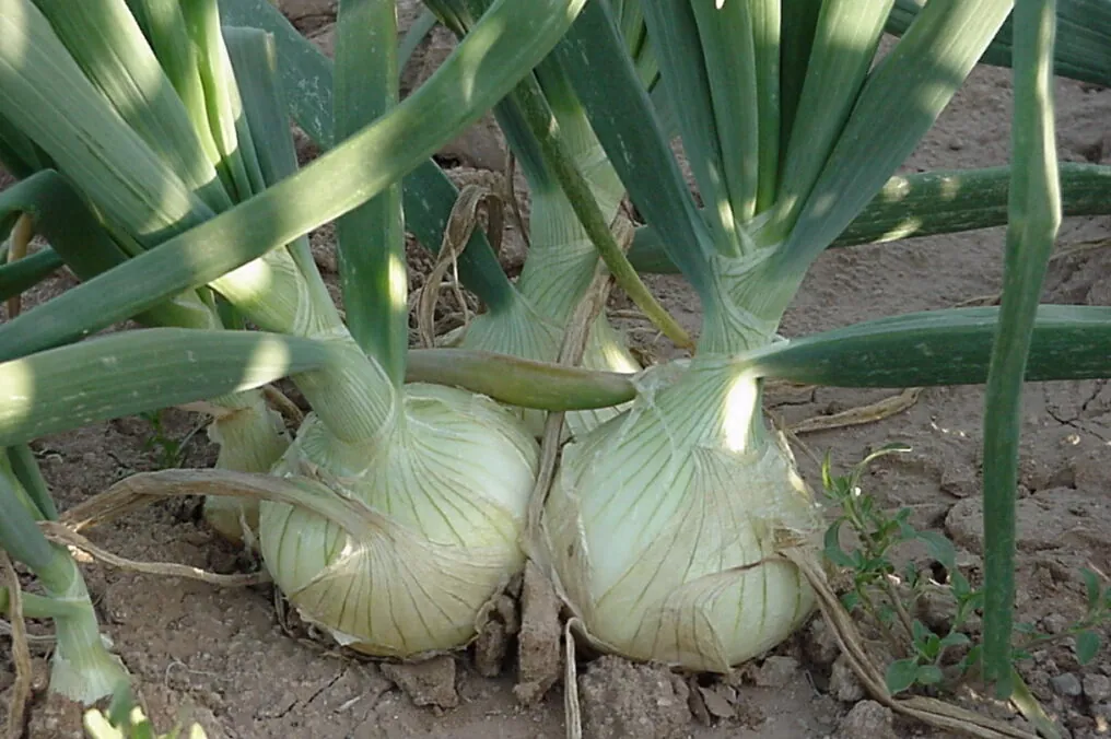 Arizona Agriculture is Great at Growing Onions