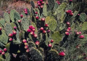 Cacti of Arizona: The Prickly Pear
