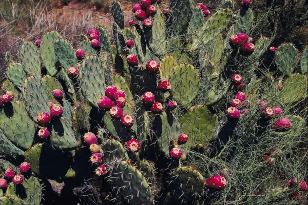 Cacti of Arizona: The Prickly Pear