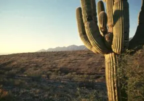 Cacti of Arizona: The Saguaro