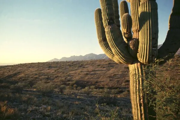 Cacti of Arizona: The Saguaro